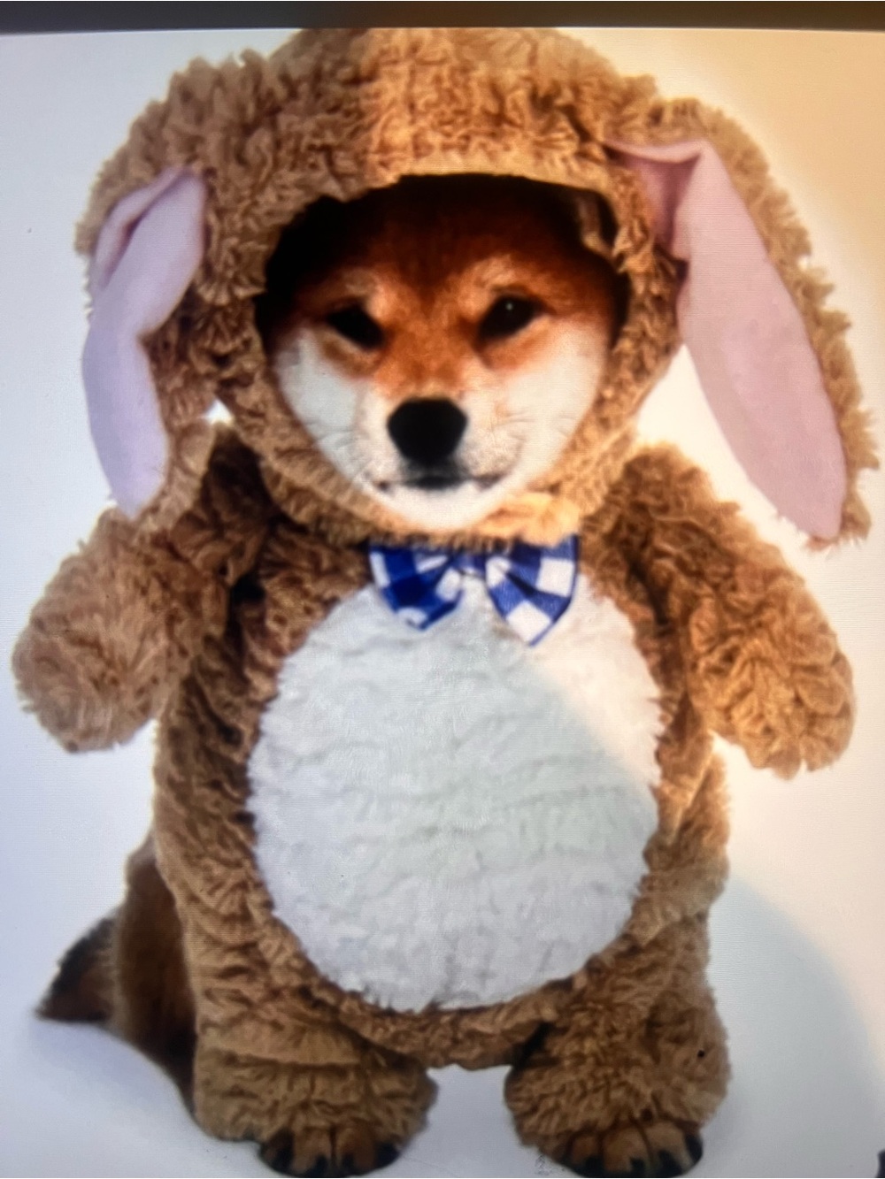 Plush Brown & White Bunny Pet Costume with Blue Bow